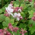 Geranium macrorrhizum 'Spessart' – Illatos gólyaorr