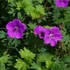 Geranium sanguineum - Alacsony gólyaorr