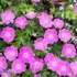 Geranium sanguineum - Alacsony gólyaorr