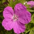 Geranium sanguineum - Alacsony gólyaorr