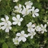 Geranium sanguineum 'Album' - Alacsony gólyaorr