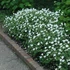 Geranium sanguineum 'Album' - Alacsony gólyaorr