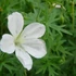 Geranium sanguineum 'Album' - Alacsony gólyaorr