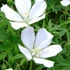 Geranium sanguineum 'Album' - Alacsony gólyaorr