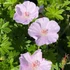 Geranium sanguineum 'Apfelblüte' – Alacsony gólyaorr