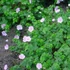 Geranium sanguineum 'Apfelblüte' – Alacsony gólyaorr