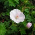 Geranium sanguineum 'Apfelblüte' – Alacsony gólyaorr