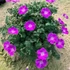 Geranium sanguineum 'Frivolius Purple' – Alacsony gólyaorr
