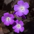 Geranium maculatum 'Stormy Night' (syn.: 'Macger002') – Foltos gólyaorr