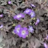 Geranium maculatum 'Stormy Night' (syn.: 'Macger002') – Foltos gólyaorr