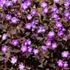 Geranium maculatum 'Stormy Night' (syn.: 'Macger002') – Foltos gólyaorr