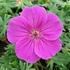 Geranium 'Tiny Monster' - Gólyaorr