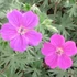 Geranium 'Tiny Monster' - Gólyaorr