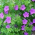 Geranium 'Tiny Monster' - Gólyaorr