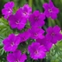 Geranium 'Tiny Monster' - Gólyaorr