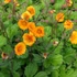 Geum 'Carlskaer' – Gyömbérgyökér
