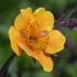 Geum 'Carlskaer' – Gyömbérgyökér