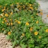 Geum 'Carlskaer' – Gyömbérgyökér