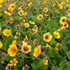 Geum 'Carlskaer' – Gyömbérgyökér
