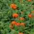 Geum coccineum 'Borisii' – Gyömbérgyökér