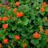 Geum coccineum 'Borisii' – Gyömbérgyökér