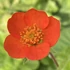 Geum coccineum 'Tosai' – Gyömbérgyökér