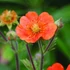 Geum coccineum 'Tosai' – Gyömbérgyökér
