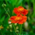 Geum coccineum 'Tosai' – Gyömbérgyökér