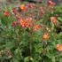 Geum 'Mango Lassi' - Gyömbérgyökér