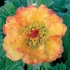 Geum 'Mango Lassi' - Gyömbérgyökér