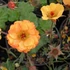 Geum 'Mango Lassi' - Gyömbérgyökér