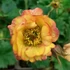 Geum 'Nonna' – Gyömbérgyökér