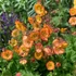 Geum 'Nonna' – Gyömbérgyökér