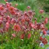 Geum 'Pink Petticoats' – Gyömbérgyökér