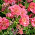 Geum 'Pink Petticoats' – Gyömbérgyökér