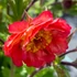 Geum 'Tempo Coral' – Gyömbérgyökér
