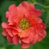 Geum 'Tempo Coral' – Gyömbérgyökér