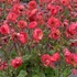 Geum 'Tempo Coral' – Gyömbérgyökér