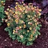 Geum 'Tempo Yellow' – Gyömbérgyökér