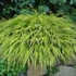 Hakonechloa macra 'Aureola' – Szálkafű
