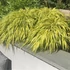Hakonechloa macra 'Aureola' – Szálkafű