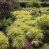 Hakonechloa macra 'Aureola' – Szálkafű