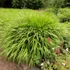 Hakonechloa macra – Szálkafű