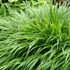 Hakonechloa macra – Szálkafű
