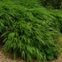 Hakonechloa macra – Szálkafű