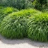Hakonechloa macra – Szálkafű