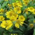 Helenium 'Tijuana Brass' – Őszi napfényvirág