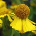 Helenium 'Tijuana Brass' – Őszi napfényvirág