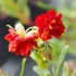 Helianthemum 'Amabile Plenum' ('Rubin') - Napvirág