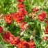 Helianthemum 'Amabile Plenum' ('Rubin') - Napvirág